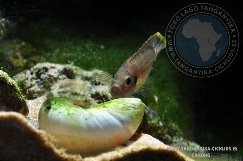 Neolamprologus brevis 'Ikola'